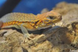Leiolepis reevesii