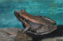 Crocopark Guangzhou