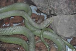 Gonyosoma frenatum