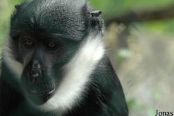 Cercopithecus lhoesti