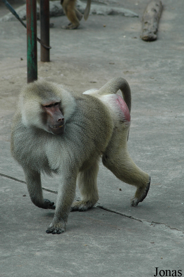 Shanghai Zoo