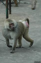 Shanghai Zoo
