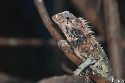 Calotes versicolor