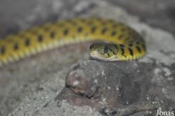Xenochrophis piscator