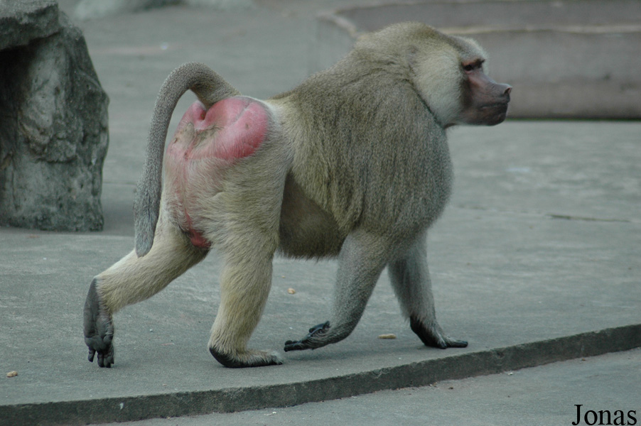 Shanghai Zoo