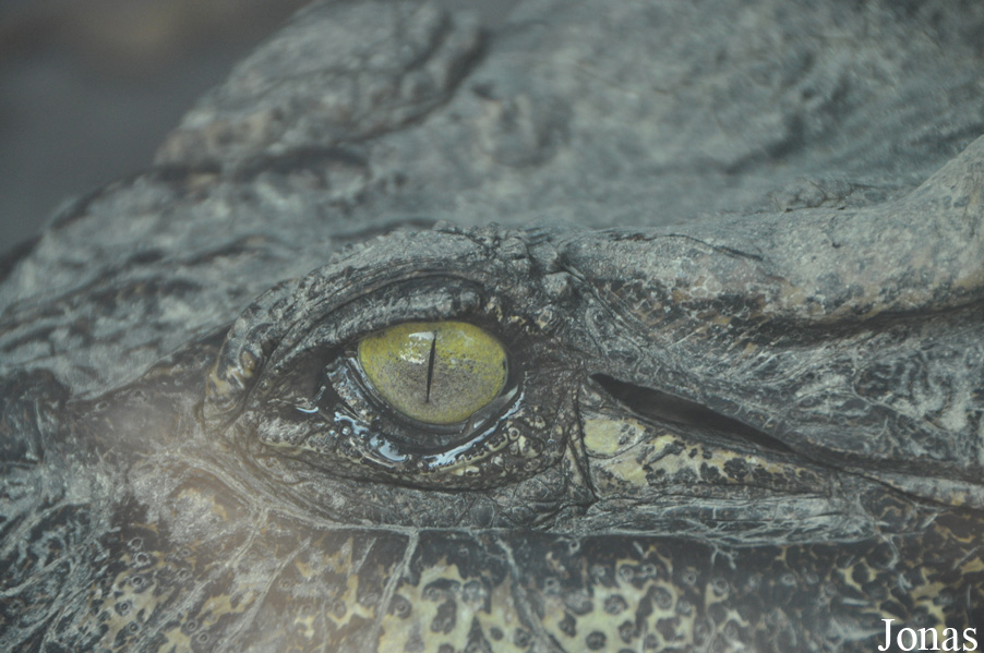 Crocopark Guangzhou