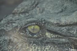 Crocopark Guangzhou