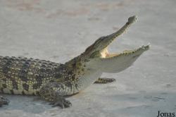 Crocopark Guangzhou