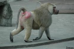 Shanghai Zoo