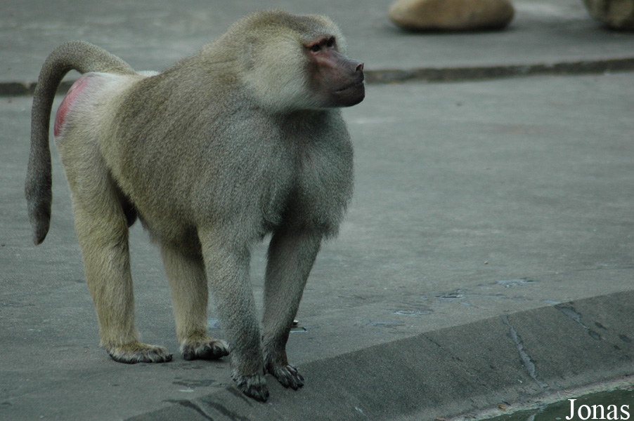 Shanghai Zoo