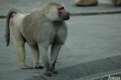 Shanghai Zoo