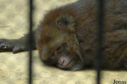 Shanghai Zoo