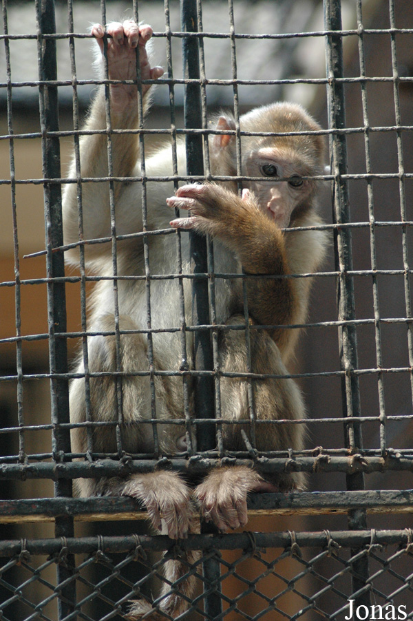 Shanghai Zoo