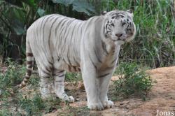 Xiangjiang Safari Park Guangzhou