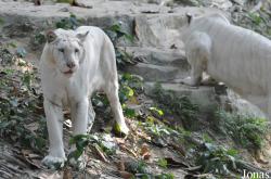 Xiangjiang Safari Park Guangzhou