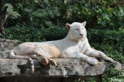 Xiangjiang Safari Park Guangzhou