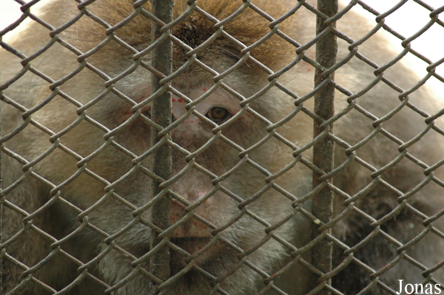 Shanghai Zoo