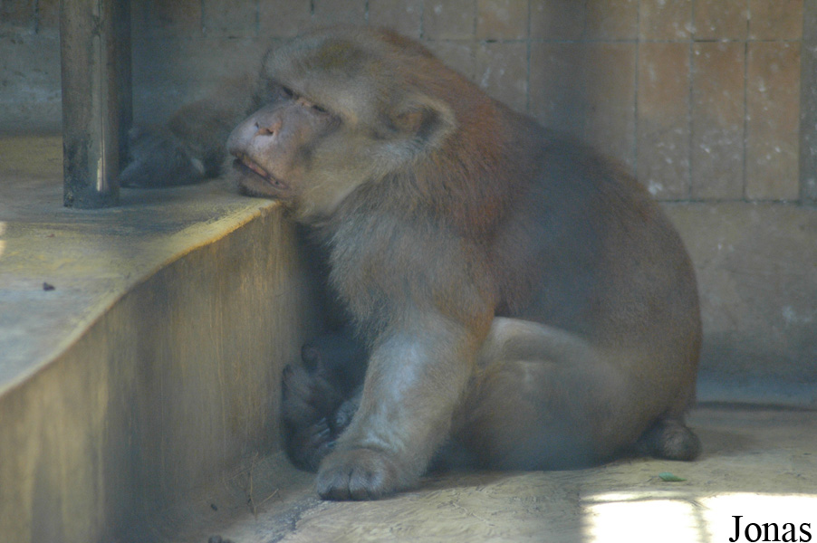 Shanghai Zoo