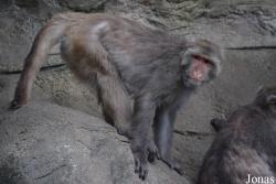 Macaca cyclopis