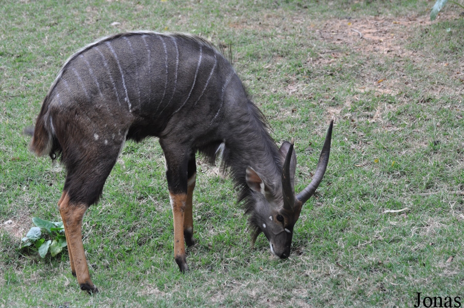 Xiangjiang Safari Park Guangzhou