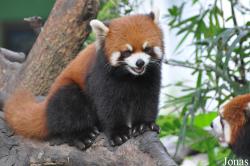Xiangjiang Safari Park Guangzhou
