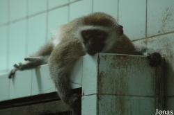 Shanghai Zoo