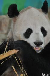 Xiangjiang Safari Park Guangzhou