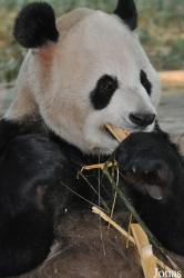Xiangjiang Safari Park Guangzhou