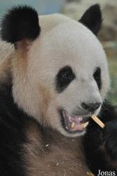 Xiangjiang Safari Park Guangzhou