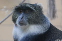 Cercopithecus mitis albogularis