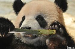 Xiangjiang Safari Park Guangzhou