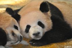 Xiangjiang Safari Park Guangzhou