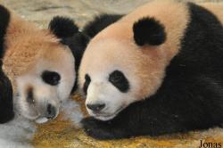 Xiangjiang Safari Park Guangzhou