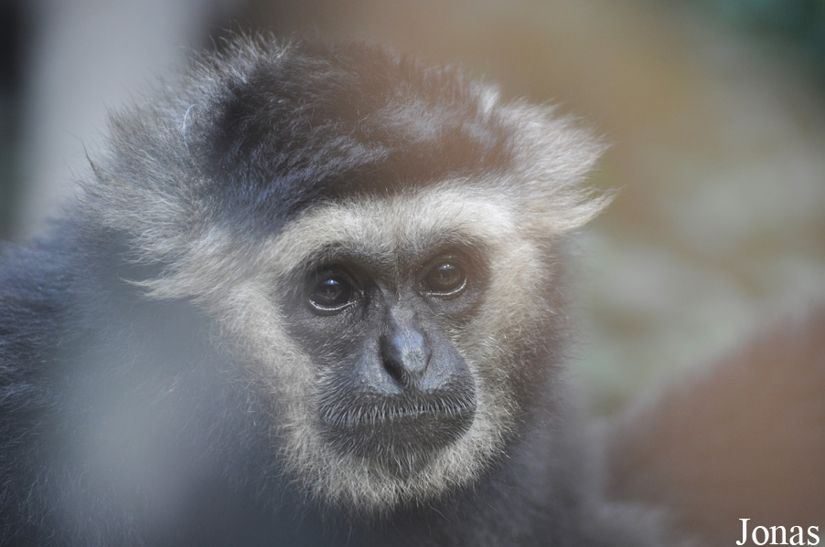 Xiangjiang Safari Park Guangzhou