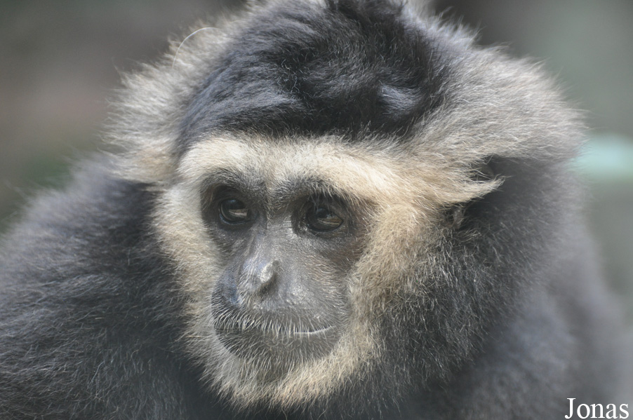 Xiangjiang Safari Park Guangzhou