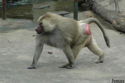 Shanghai Zoo