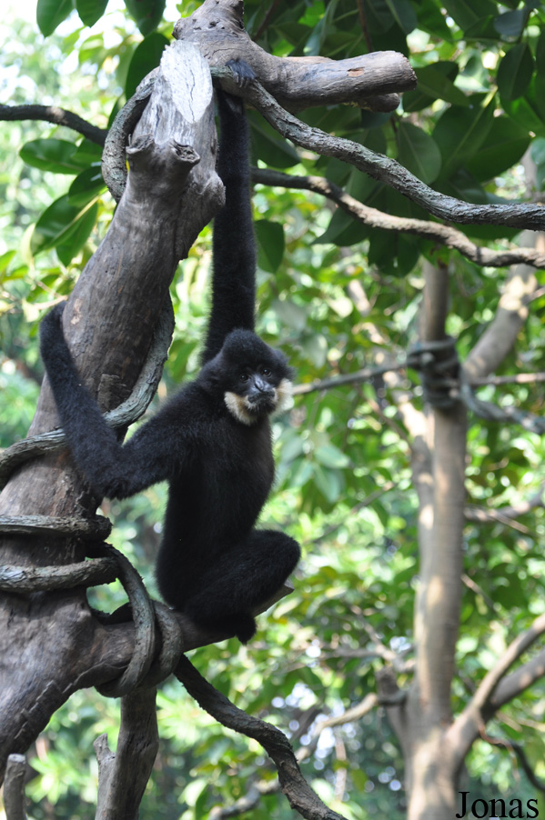 Xiangjiang Safari Park Guangzhou