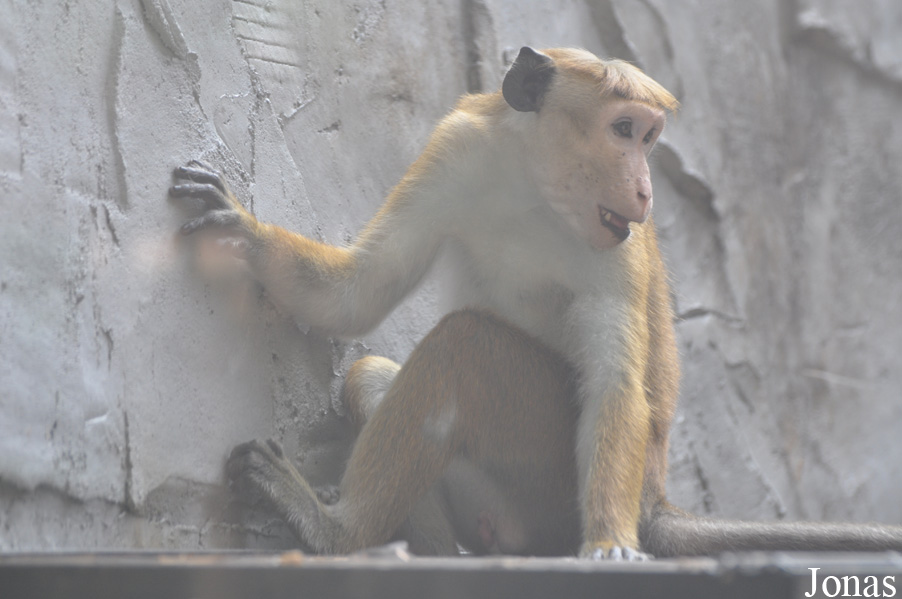 Xiangjiang Safari Park Guangzhou