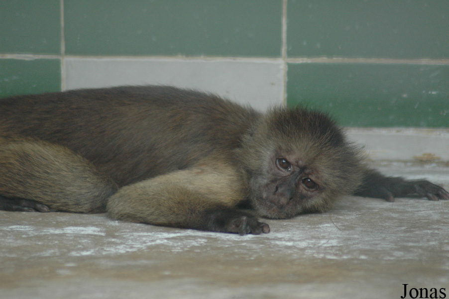 Shanghai Zoo