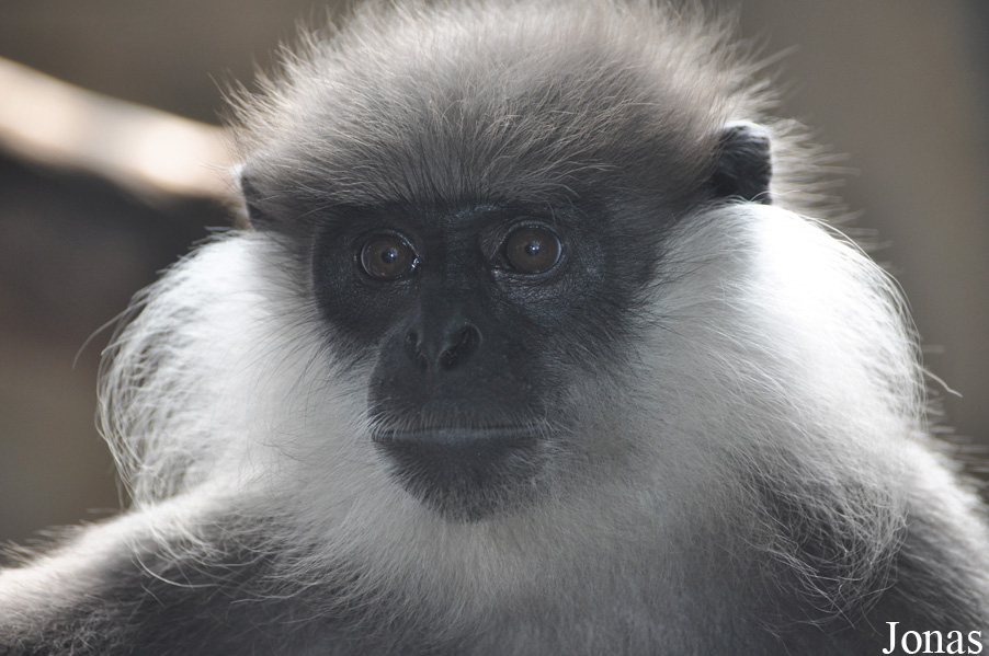 Xiangjiang Safari Park Guangzhou