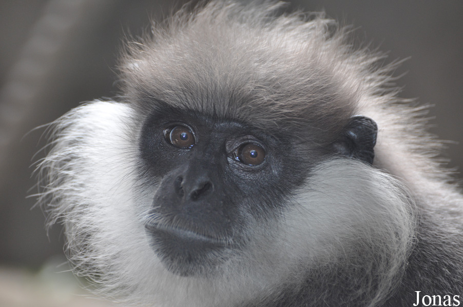 Xiangjiang Safari Park Guangzhou