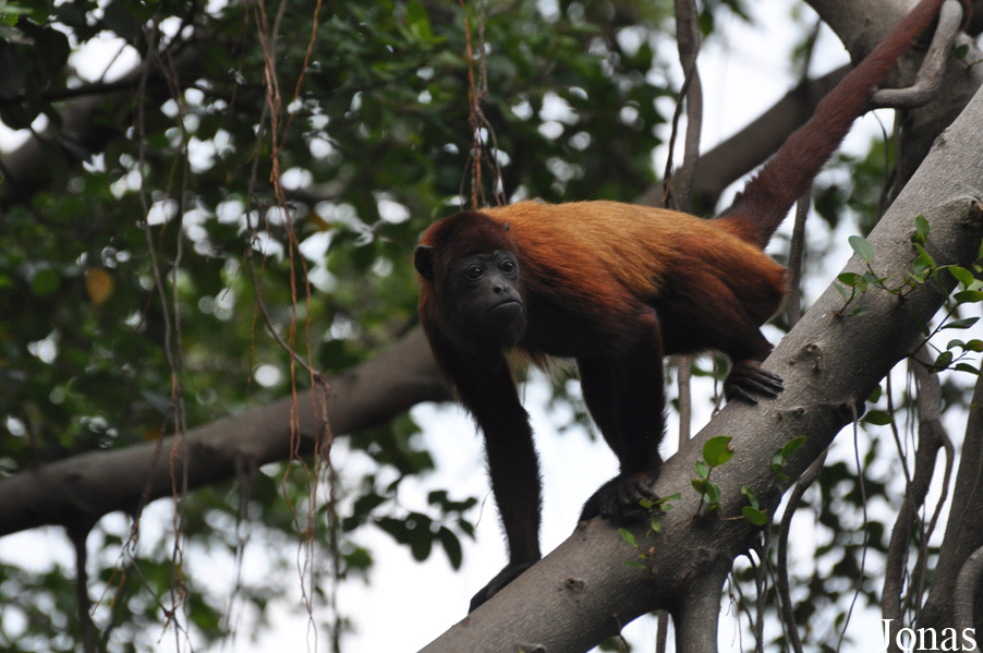 Xiangjiang Safari Park Guangzhou
