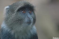 Cercopithecus mitis