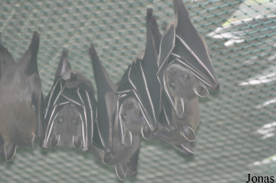Guangzhou Zoo