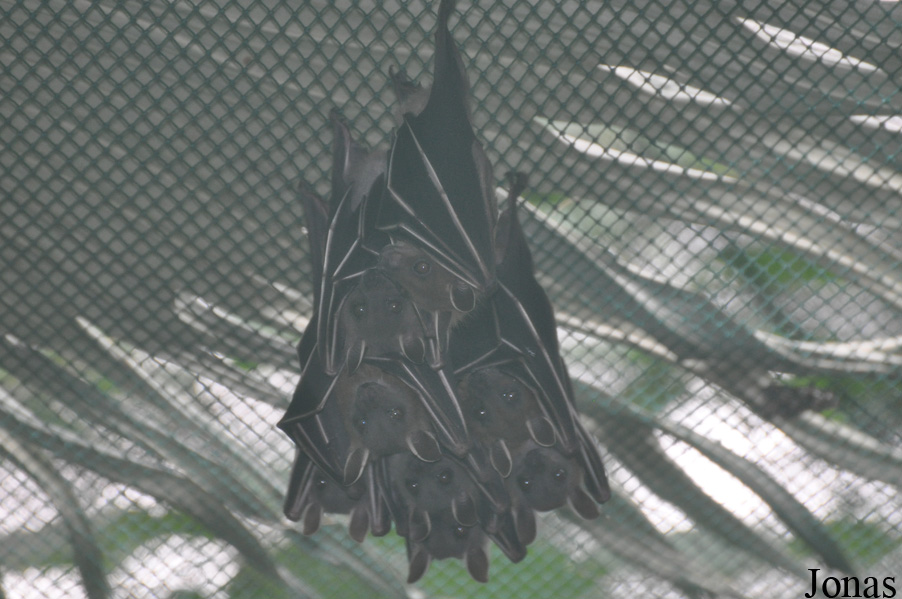 Guangzhou Zoo