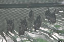Guangzhou Zoo