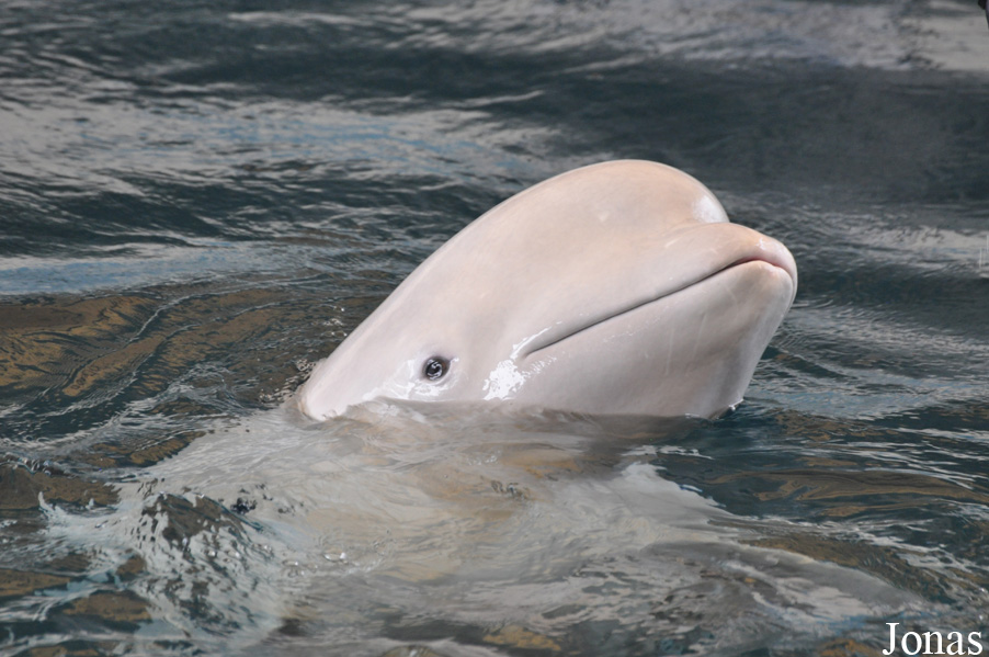 Guangzhou Zoo