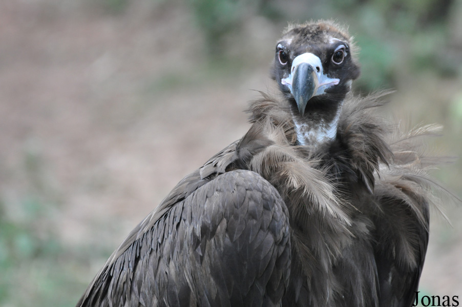 Guangzhou Zoo