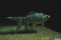 Carassius auratus