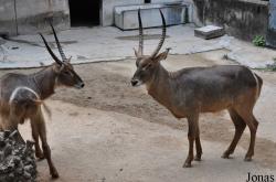 Guangzhou Zoo